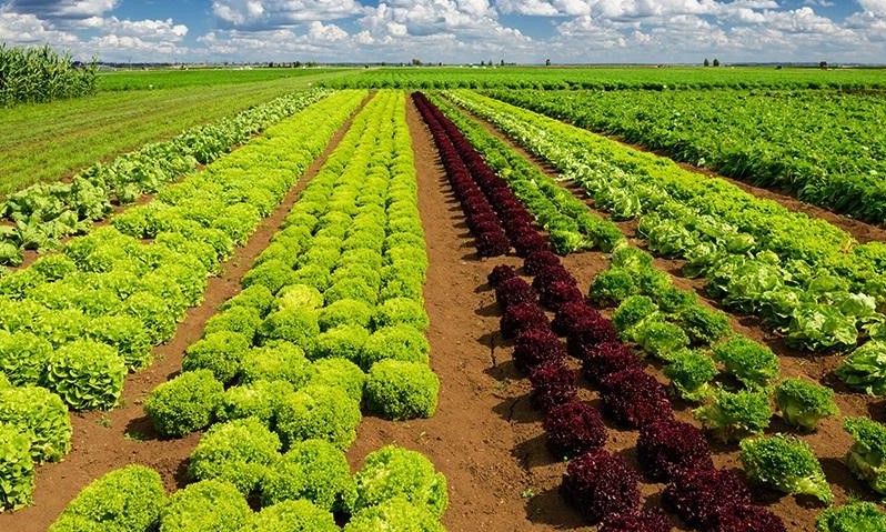 Современные технологии выращивания овощных культур в интенсивном севообороте