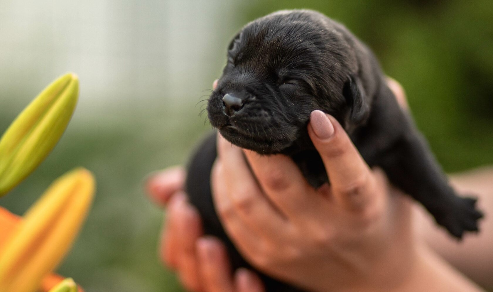 Заводчик собак: с базовыми навыками ветеринарной диетологии, репродуктивных технологий и племенной работы