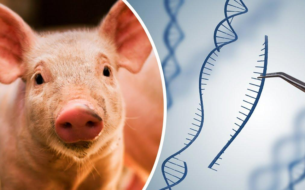 Генетика и селекция в свиноводстве