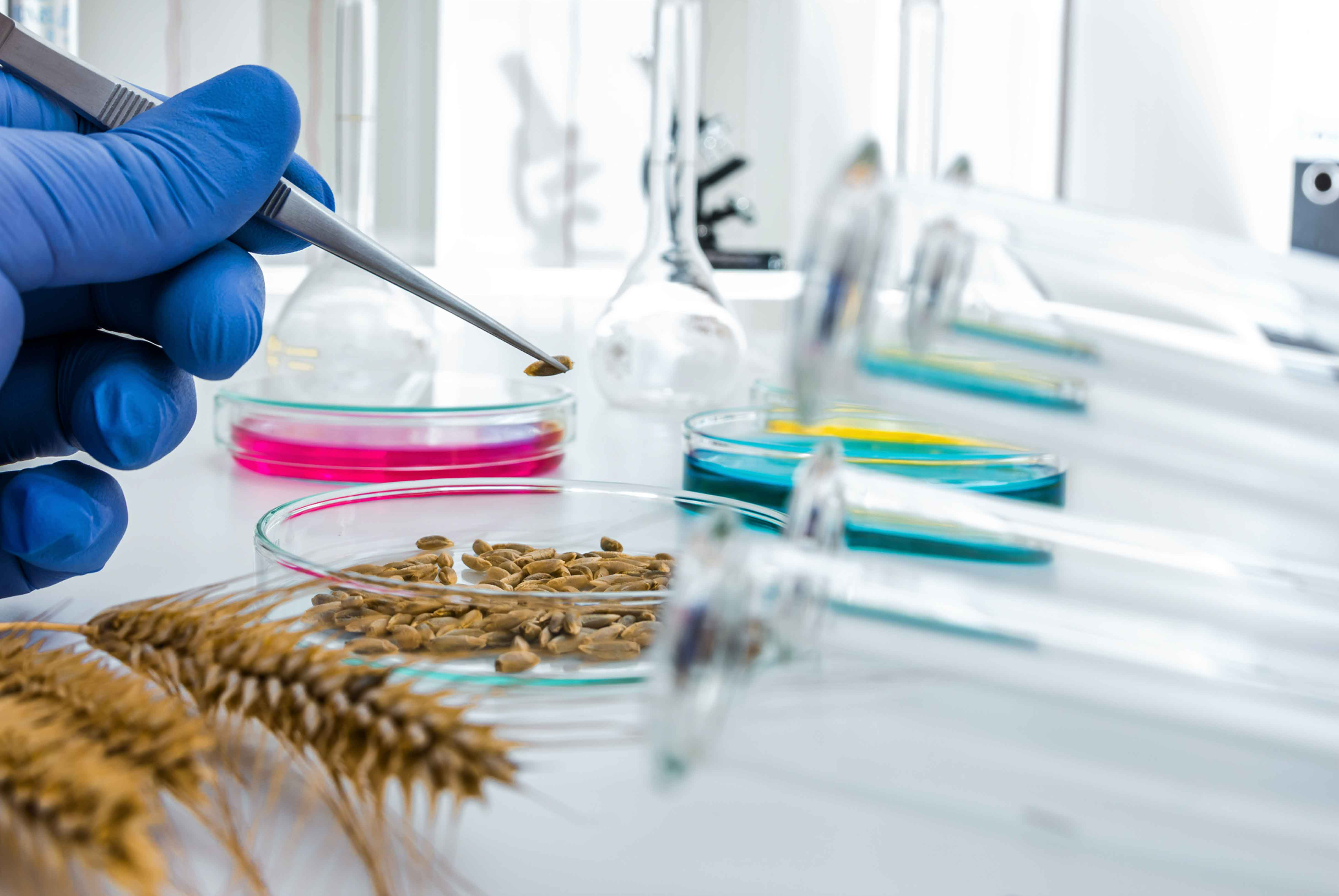 Современные методы оценки качества зерна - основа продовольственной безопасности РФ