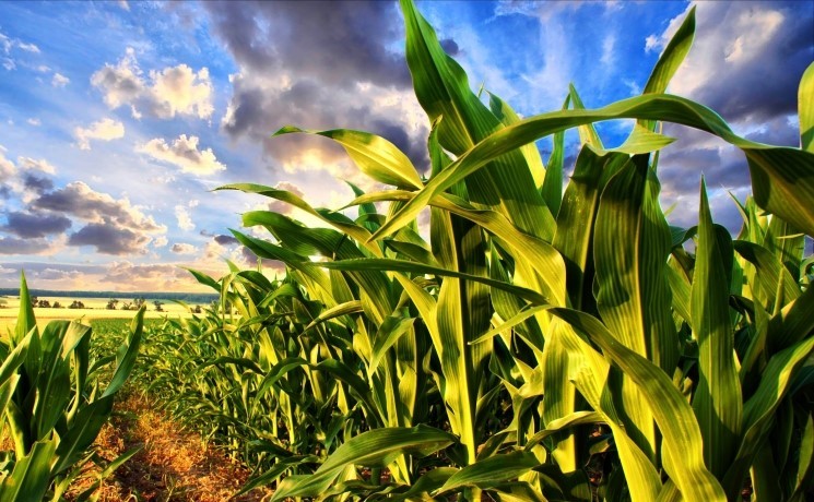 Правовые основы деятельности сельскохозяйственных товаропроизводителей в отраслях сельского хозяйства
