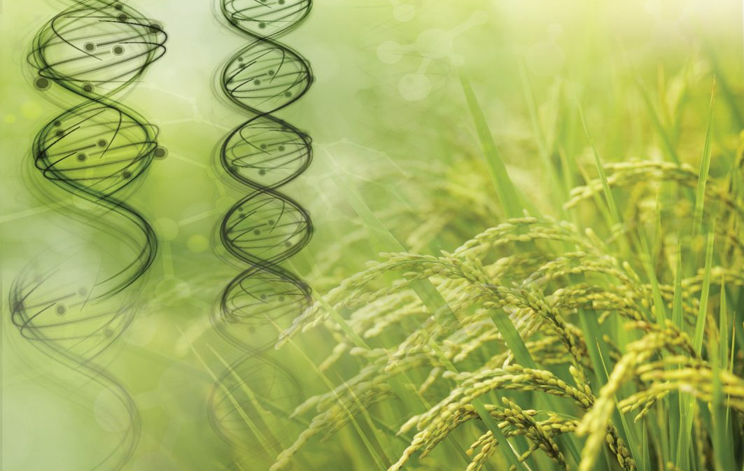 Молекулярно-генетические методы в селекции и семеноводстве