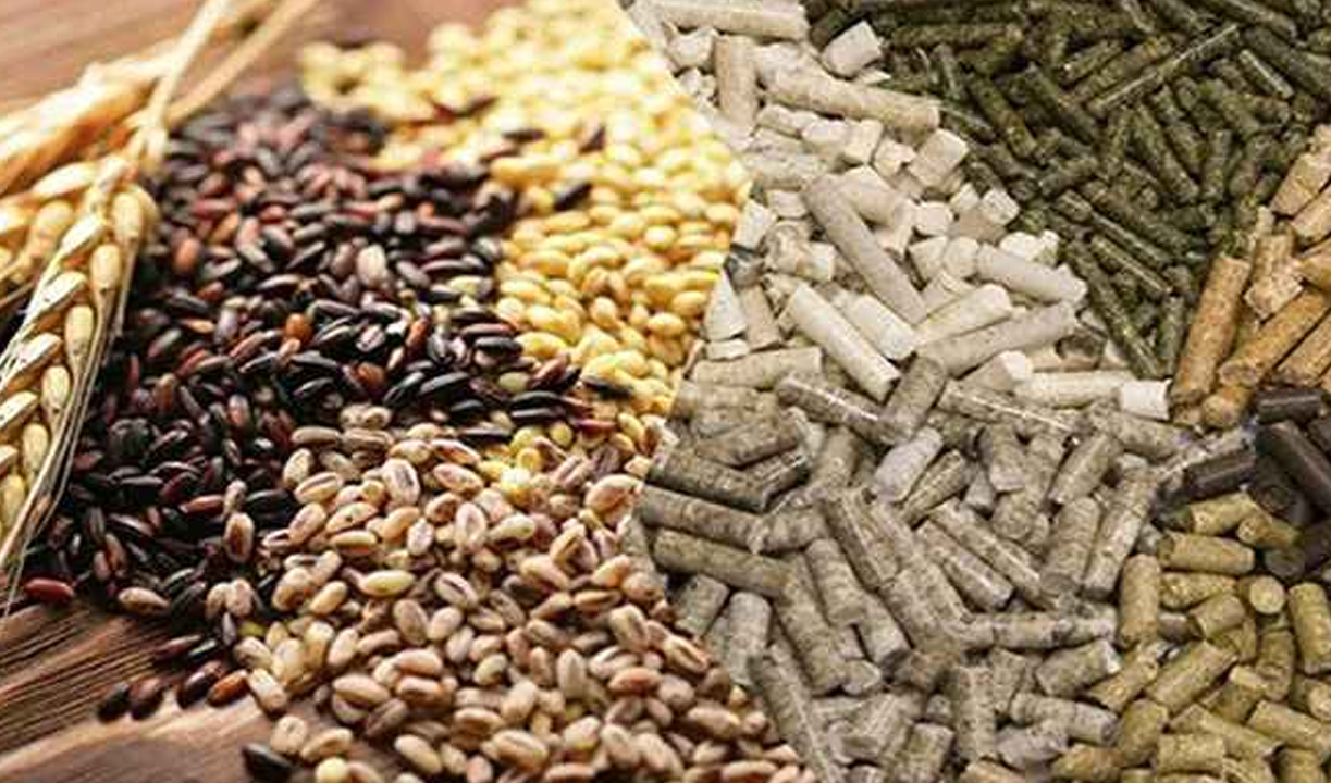 Инновационные подходы в кормопроизводстве и кормлении продуктивных животных