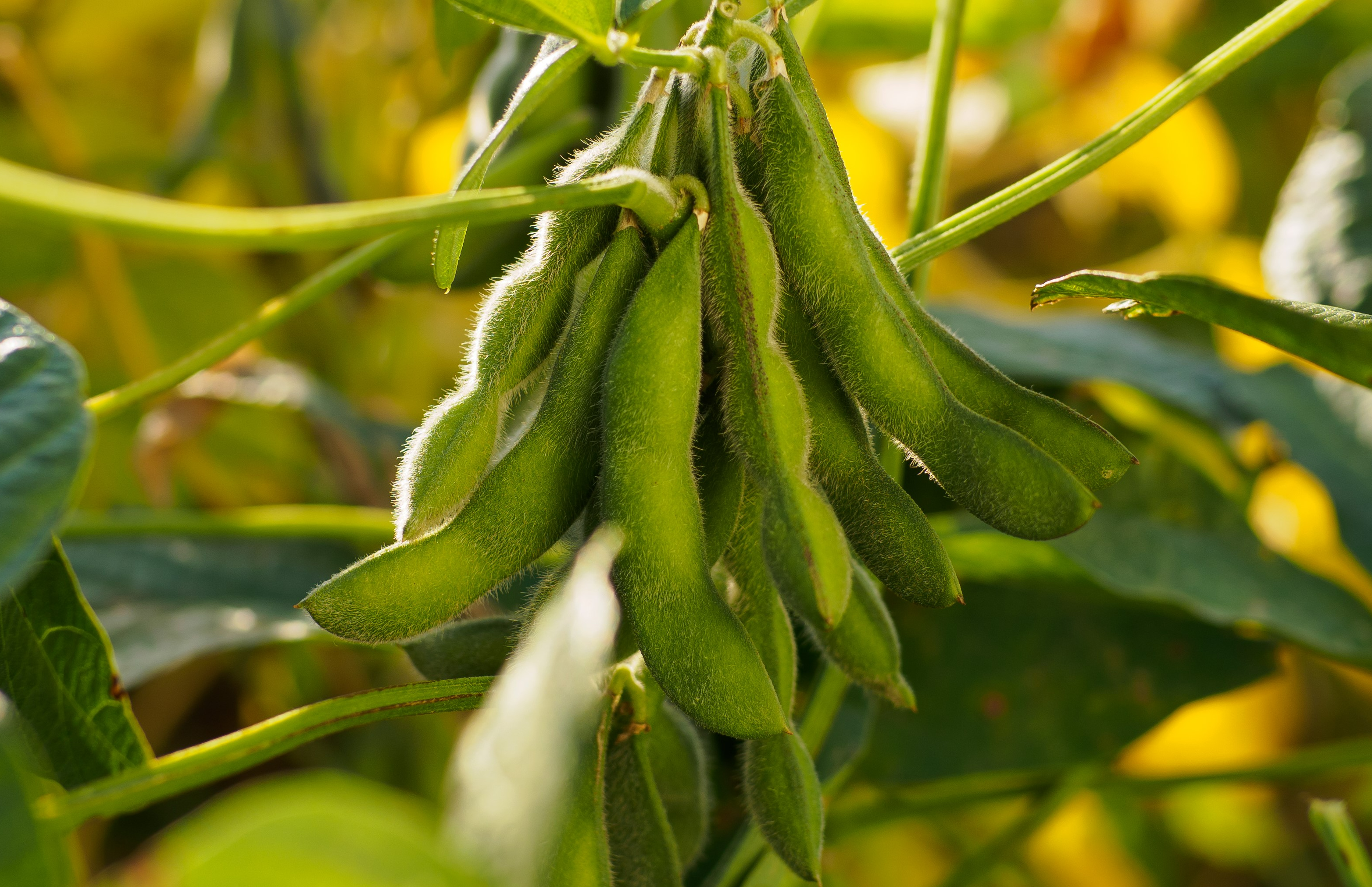 Генетические методы и биотехнология в селекции сои