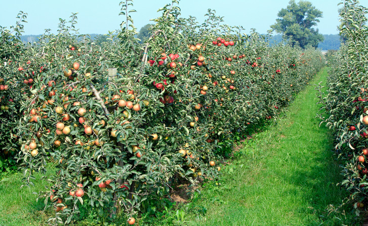 Управление крестьянским (фермерским) хозяйством в области садоводства